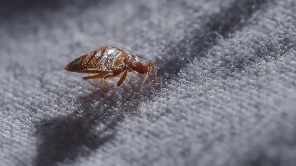 bedbug crawling on fabric